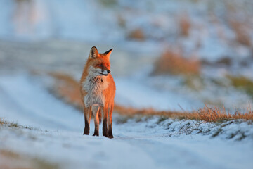 Lis rudy, fox, lis  (Vulpes vulpes) © Bartosz Rakoczy