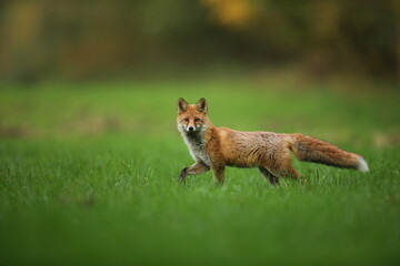 Lis rudy, fox, lis  (Vulpes vulpes) © Bartosz Rakoczy