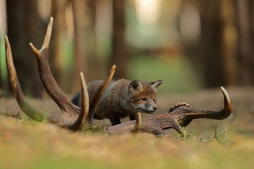 Lis rudy, fox, lis  (Vulpes vulpes) © Bartosz Rakoczy