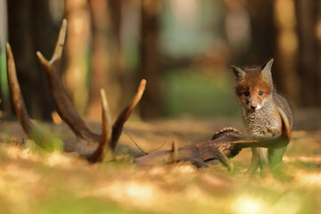 Lis rudy, fox, lis  (Vulpes vulpes) © Bartosz Rakoczy