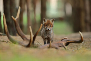 Lis rudy, fox, lis  (Vulpes vulpes) © Bartosz Rakoczy