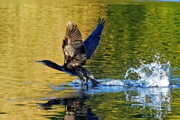 Kormoran( ( Phalacrocorax carbo ) beim auffliegen aus einem Gewässer