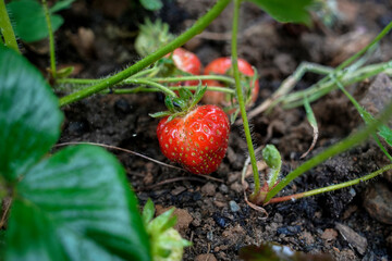 A close-up of a ripe, red strawberry growing on a plant in a garden. The strawberry is surrounded by green leaves and soil. The image evokes feelings of summer, freshness, and healthy eating