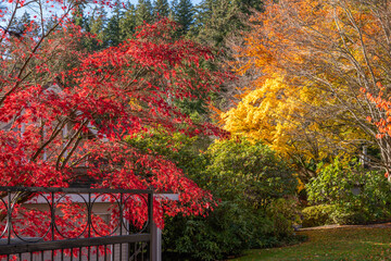 Luxury house with big tree and nice Fall foliage landscape in Vancouver, Canada, North America. Day...