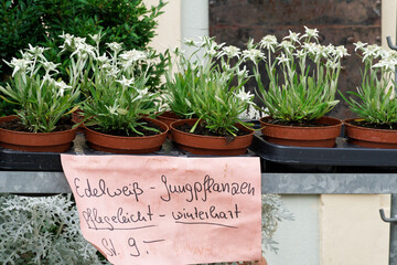 Edelweiß ( Leontopodium nivale ) an einem Verkaufsstand.