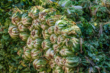Fototapeta premium pile of napa cabbages for kimchi-making in the Buddhist temple