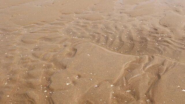 Flowing water in hollows, rivulet and sand holes on the beach. Shell and shell remains and small stones in the sand.