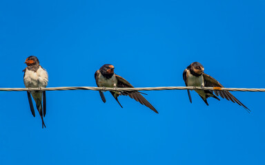 birds swallows sitting on wires against blue sky and synchronously cleaning their feathers on a...