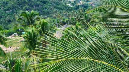Obraz premium Aerial view of beautiful nature environment, lush green palm trees growing on a slope. Tropical vegetation