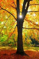 Beautiful autumn scenery with a majestic tree strewn with colorful leaves
