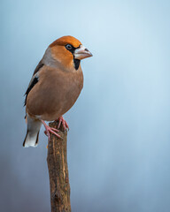 Grubodziób Coccothraustes coccothraustes