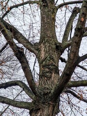 Obraz premium Naked Tree in Autumn