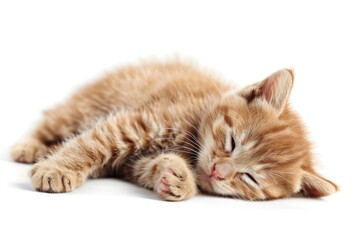 Sleeping baby cat mammal animal kitten.