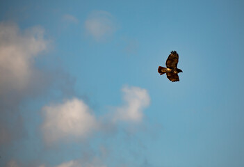 Eagle flying through sky around Cargo Tower Dennis Massachusetts 