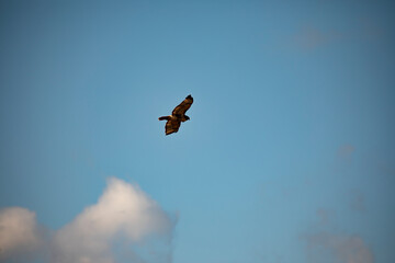 Eagle flying through sky around Cargo Tower Dennis Massachusetts 