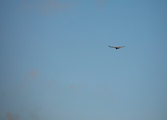 Eagle flying through sky around Cargo Tower Dennis Massachusetts 