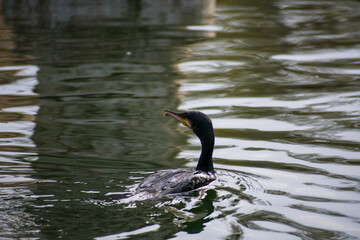 ave nadando en lago artificial