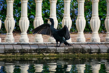 ave sec&aacute;ndose al sol