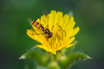 bicho en una flor amarilla del campo
