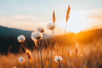 Obraz premium Golden sunset illuminating dandelions in a tranquil meadow with distant mountains and a serene sky