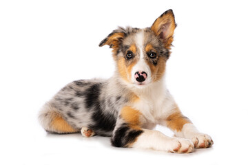 Cute Border collie puppy lying isolated on white and looks attentive to the camera