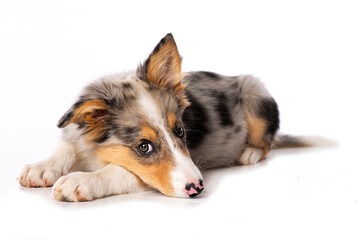 Cute Border collie puppy isolated on white