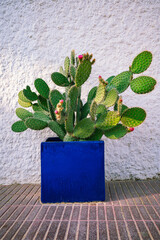 A striking image of a green cactus in a bold blue planter against a textured white wall, creating a clean and modern aesthetic. Perfect for use in home decor, gardening,lifestyle content that focuses
