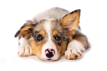Cute Border collie puppy lying isolated on white