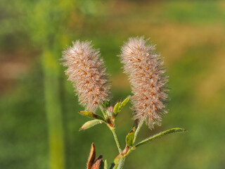 Obraz premium Rabbitfoot clover or hare's-foot clover flower, dense inflorescence with many silky white hairs, close up. Trifolium arvense small erect herbaceous biennial flowering plant in the bean family Fabaceae
