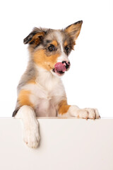 Border collie puppy looks over a wall