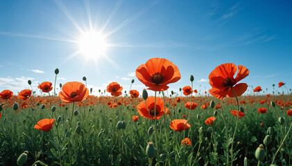 Obraz premium A field of vibrant red poppy flowers in bloom under a bright, sunny sky