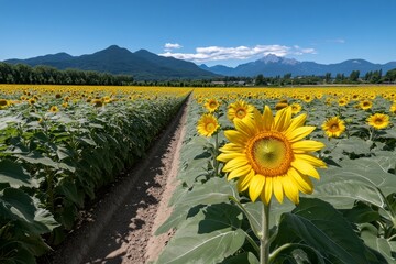 Obraz premium Sunflower field bathed in warm sunlight, stretching as far as the eye can see