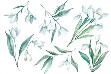 Fototapeta premium Watercolor Snowdrop Flowers Set. Hand-drawn illustration of Fresh Spring Blossoms on White Background