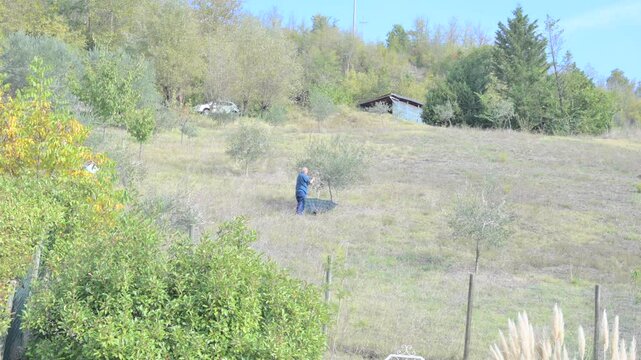 A peaceful video of a man tending to an olive grove in the Italian countryside, capturing a moment of traditional farming. Ideal for content related to agriculture