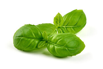 Obraz premium Fresh basil leaves, isolated on white background.