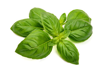 Fresh basil leaves, isolated on white background.