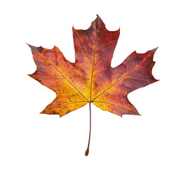 Fototapeta premium half dried autumn maple leaf