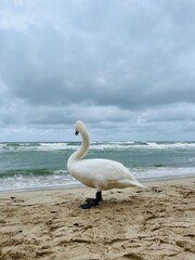 Fototapeta premium White swan at the sea beach, cloudy seascape