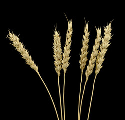 Obraz premium Wheat ears isolated on a black background