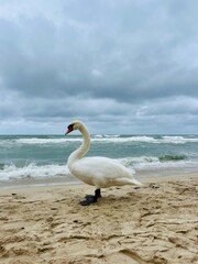 Fototapeta premium White swan at the sea beach, cloudy seascape