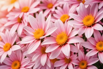 Fototapeta premium pink and white chrysanthemum