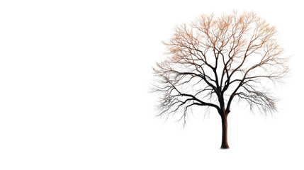 Obraz premium Artistic tree illustration with detailed branches and gradient colors on a white background.
