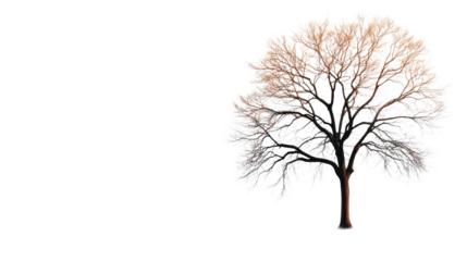 Artistic tree illustration with detailed branches and gradient colors on a white background.
