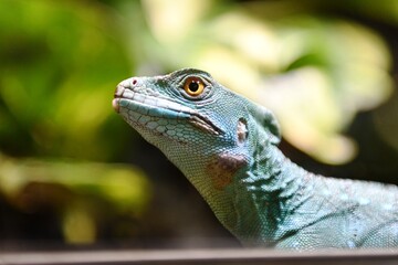 Fototapeta premium iguana on a tree