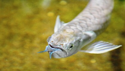 fish in aquarium