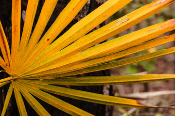 The yellowing leaf of the palmetto against the longleaf pine within Topsail Hill Preserve State Park, Santa Rosa Beach, Florida in mid-April