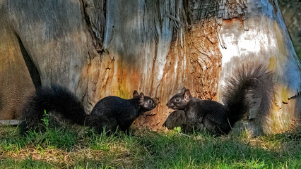 Black squirrels running and playing around the trunk