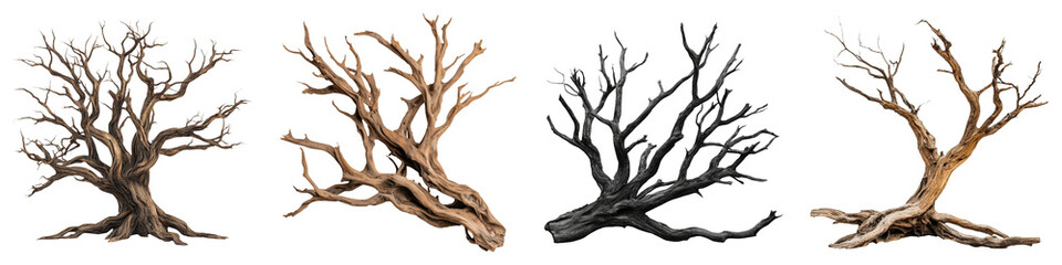 Fototapeta premium A collection of distinct, intricately detailed tree branches showcasing various textures and colors.