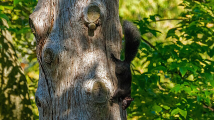 Black squirrels running and playing around the trunk