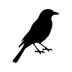 Fototapeta premium A bird Silhouette vector style, whit background.